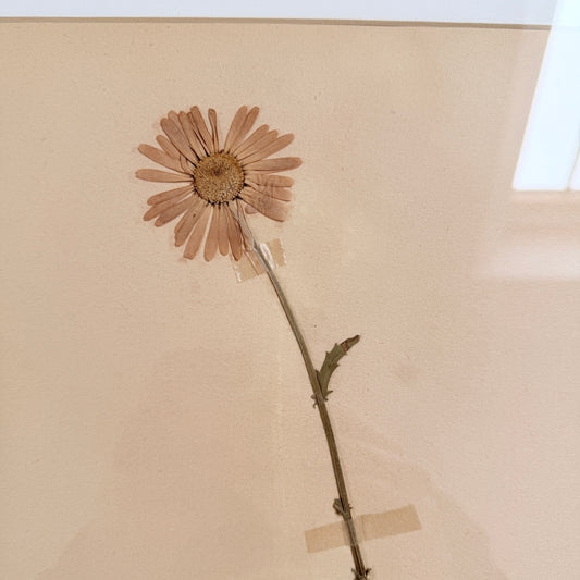 Framed Original year 1935 Herbarium Specimen, Botanical Art. Daisy. Sweden