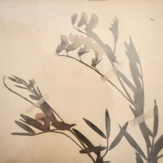 Framed Original year 1919 Antique Herbarium Specimen, Botanical Art. Orobus tuberosus. Sweden