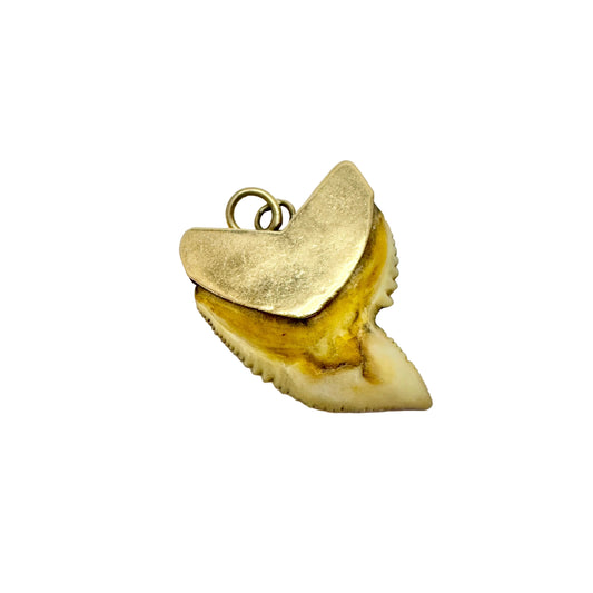 Antique or Vintage 14k Gold Shark Tooth Pendant.