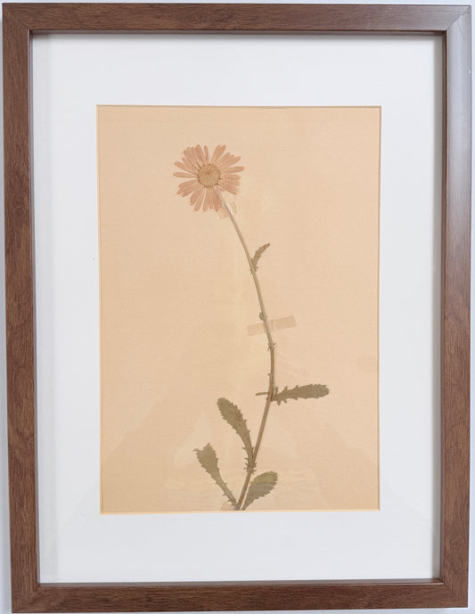 Framed Original year 1935 Herbarium Specimen, Botanical Art. Daisy. Sweden