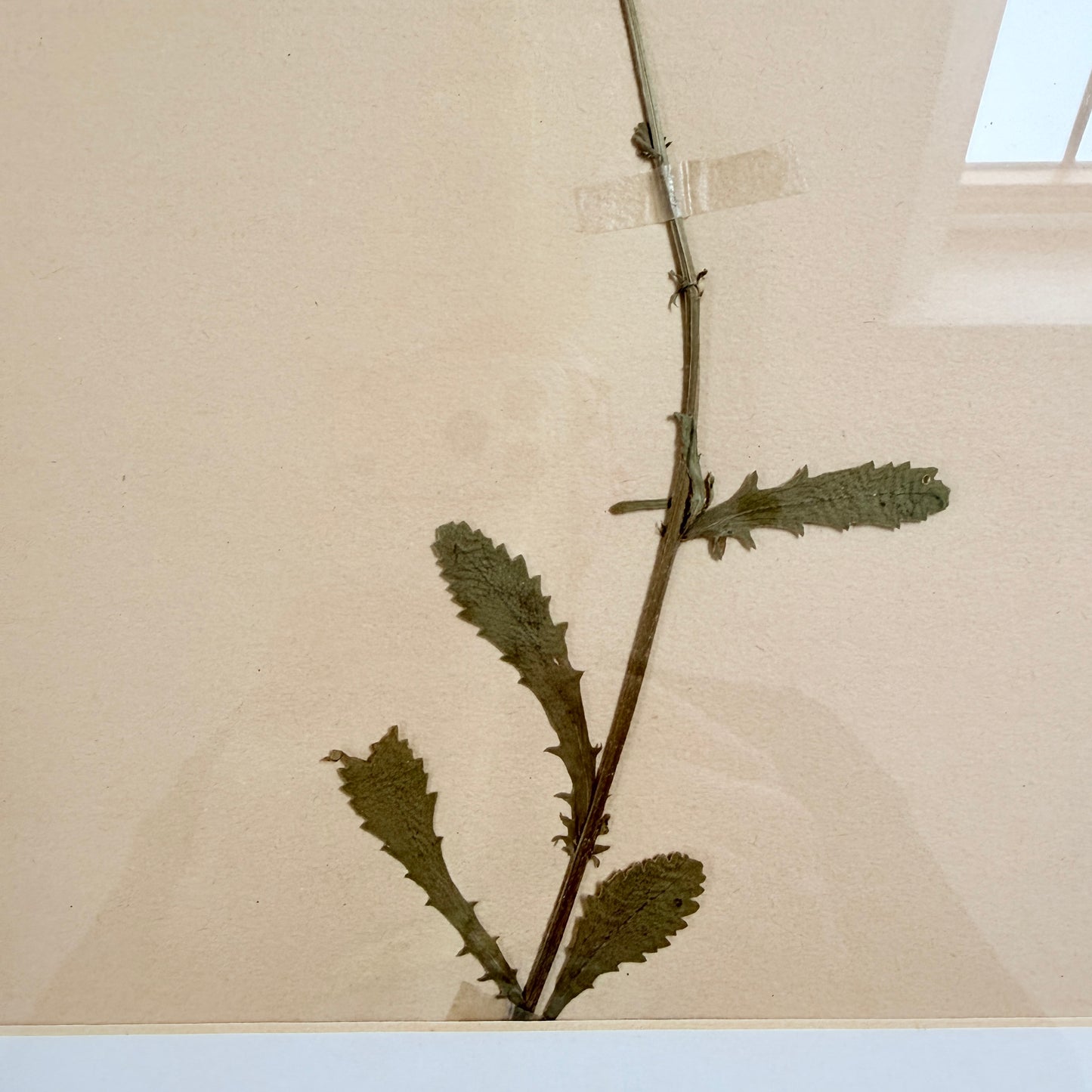 Framed Original year 1935 Herbarium Specimen, Botanical Art. Daisy. Sweden