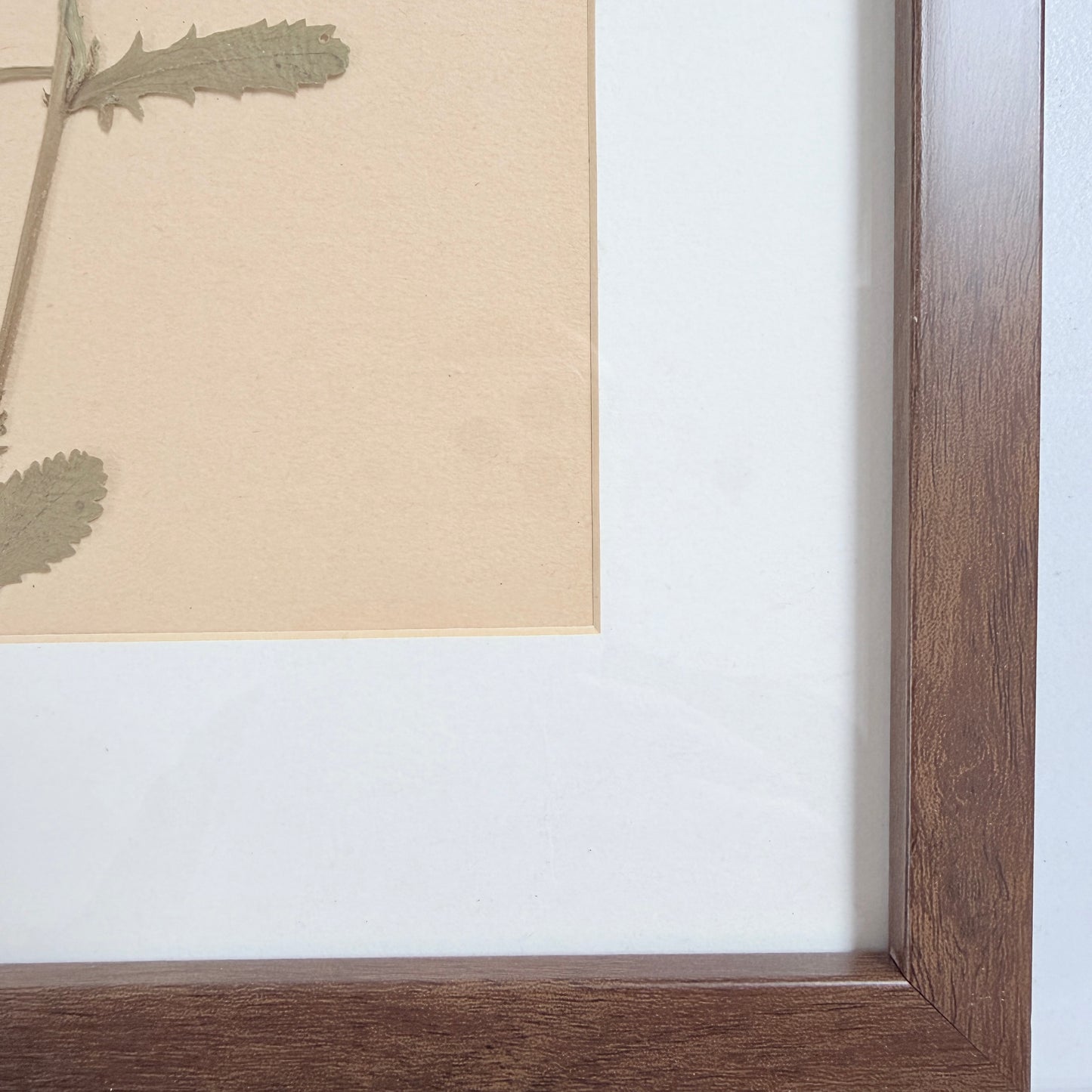 Framed Original year 1935 Herbarium Specimen, Botanical Art. Daisy. Sweden