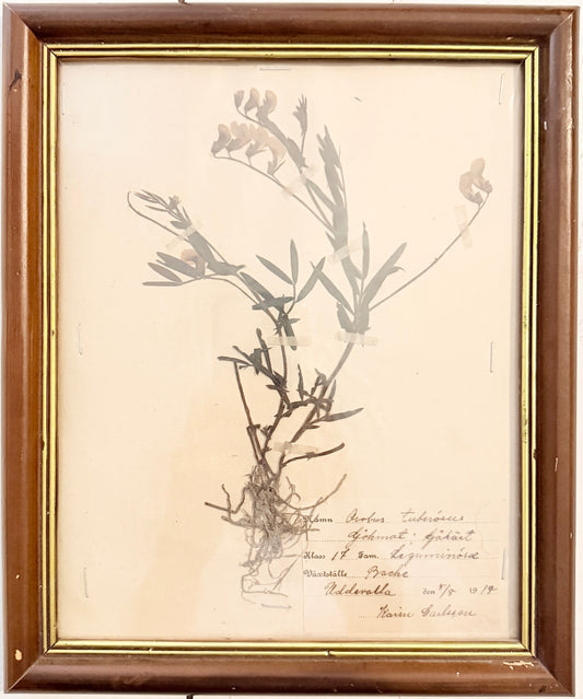 Framed Original year 1919 Antique Herbarium Specimen, Botanical Art. Orobus tuberosus. Sweden