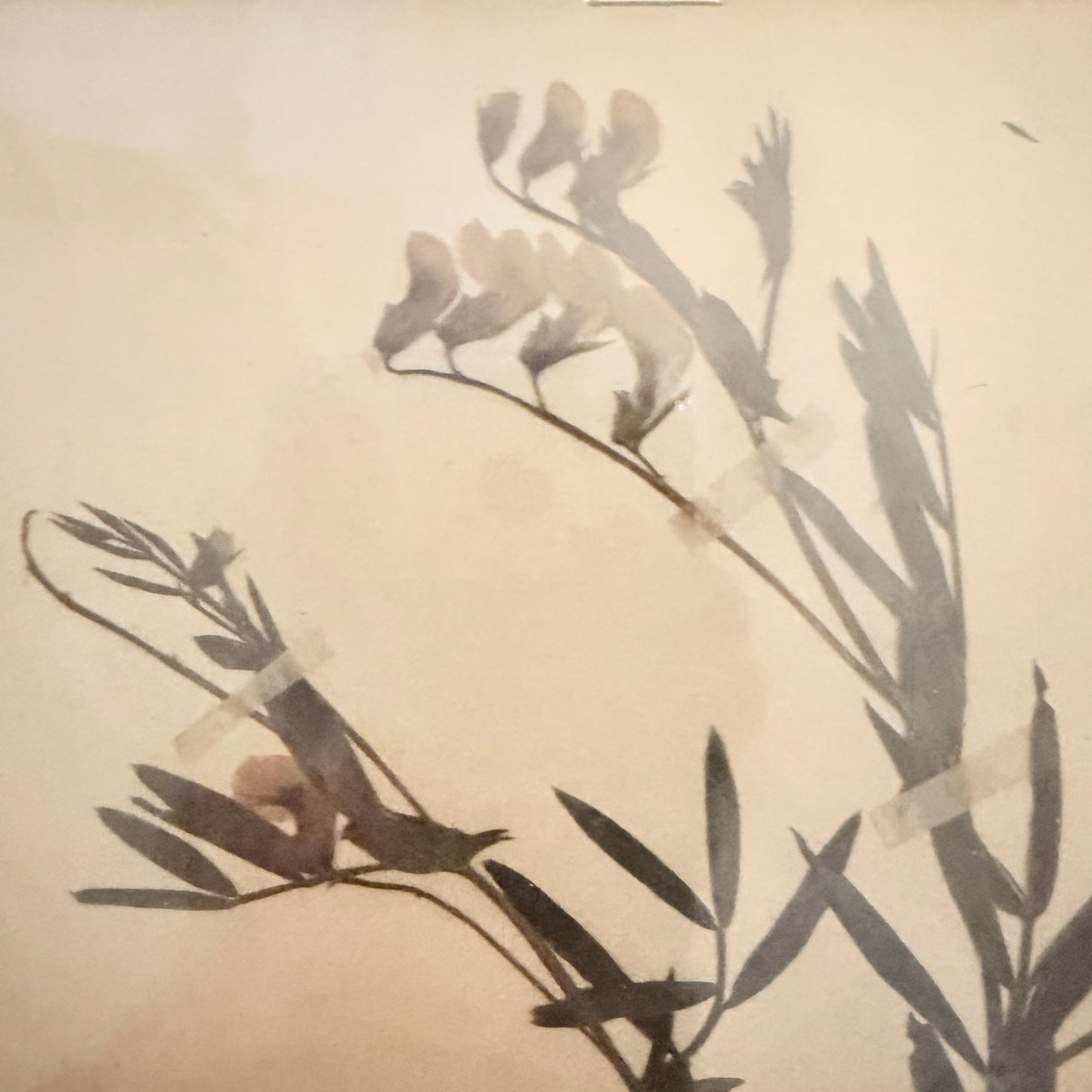 Framed Original year 1919 Antique Herbarium Specimen, Botanical Art. Orobus tuberosus. Sweden