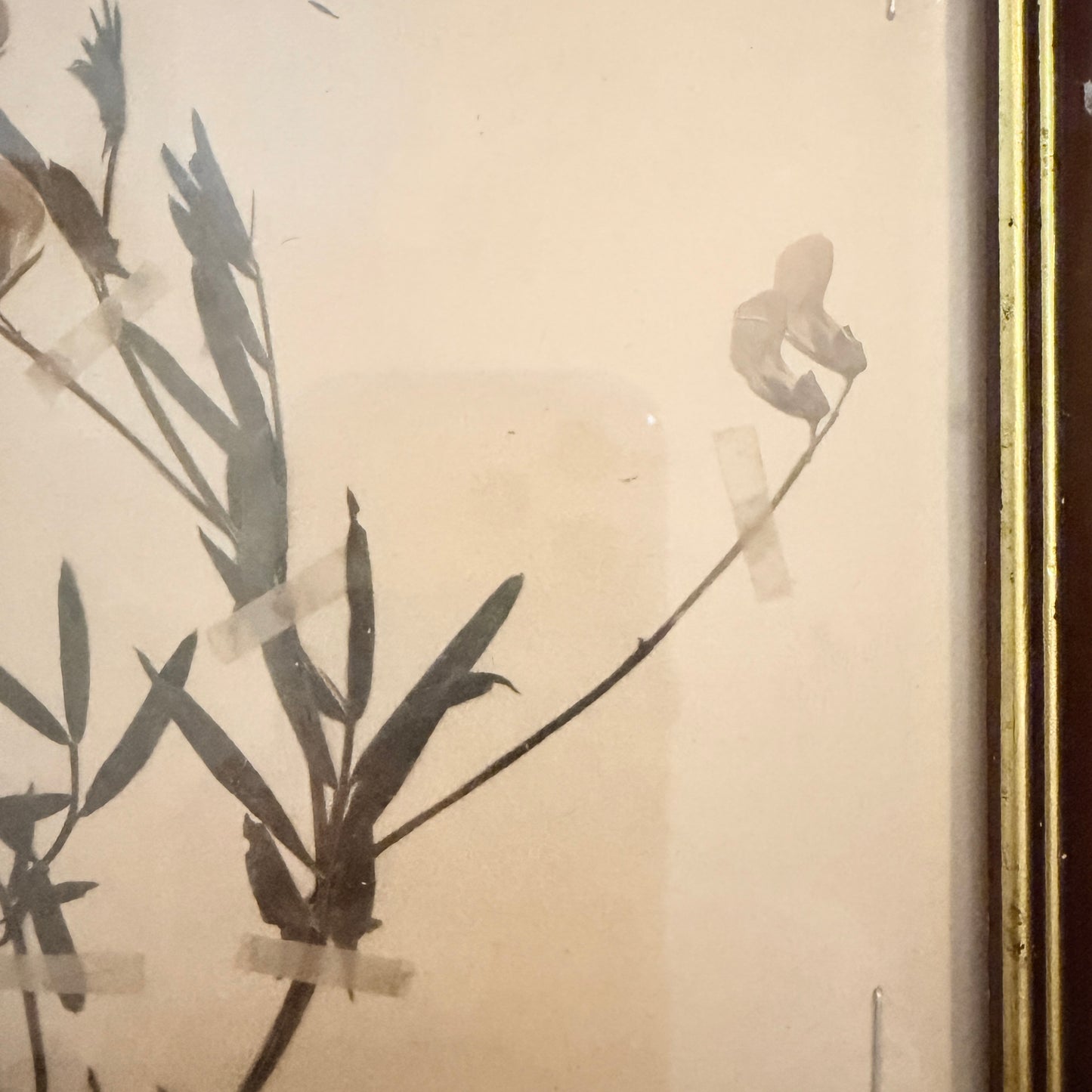 Framed Original year 1919 Antique Herbarium Specimen, Botanical Art. Orobus tuberosus. Sweden