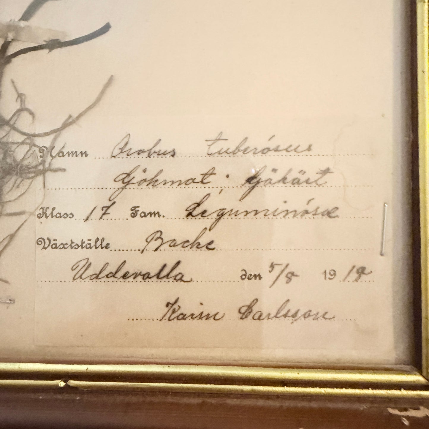 Framed Original year 1919 Antique Herbarium Specimen, Botanical Art. Orobus tuberosus. Sweden