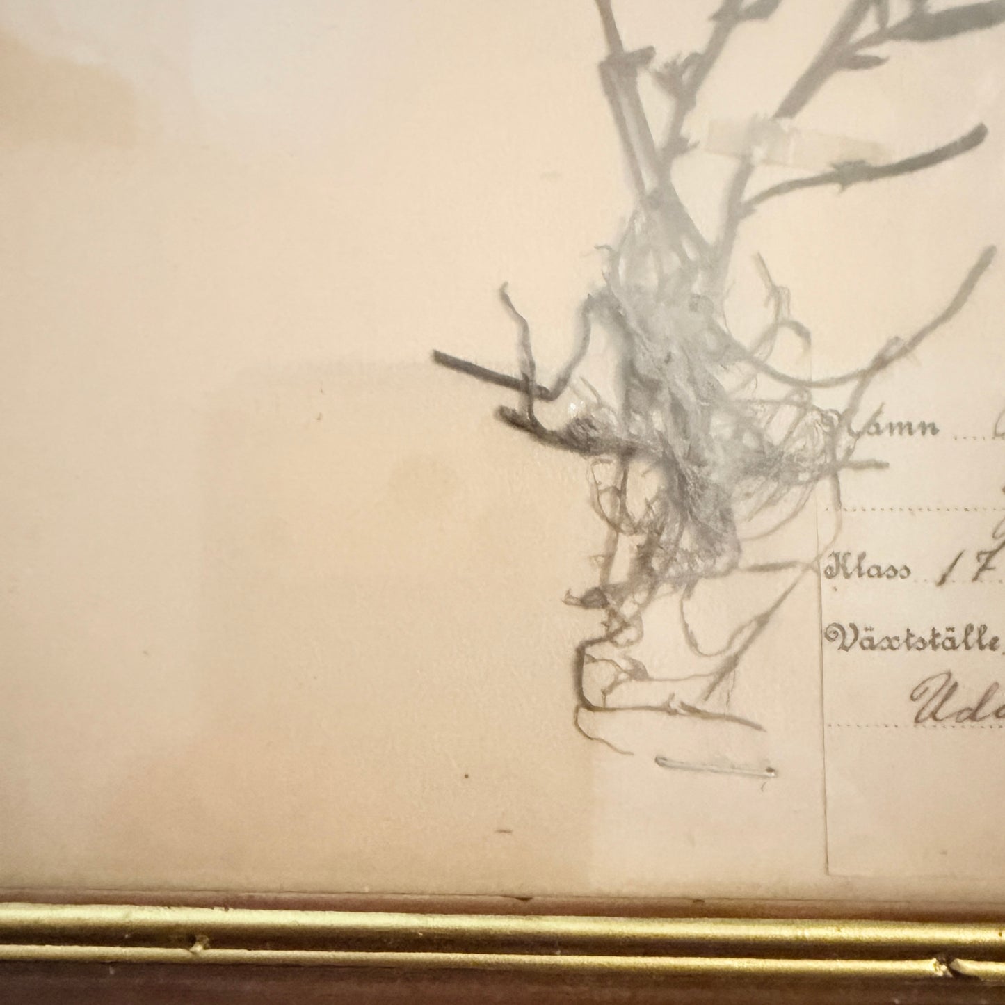 Framed Original year 1919 Antique Herbarium Specimen, Botanical Art. Orobus tuberosus. Sweden