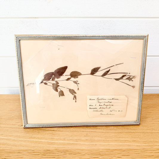 Framed Original year 1918 Antique Herbarium Specimen, Botanical Art. Epilobium Montanum. Sweden