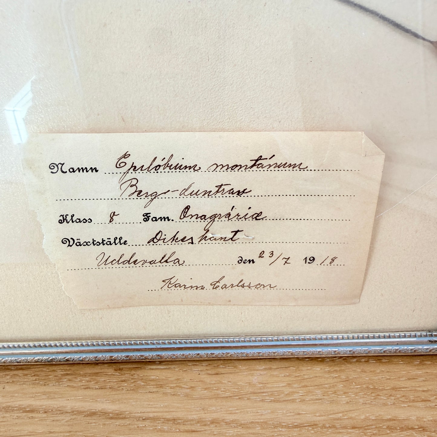 Framed Original year 1918 Antique Herbarium Specimen, Botanical Art. Epilobium Montanum. Sweden