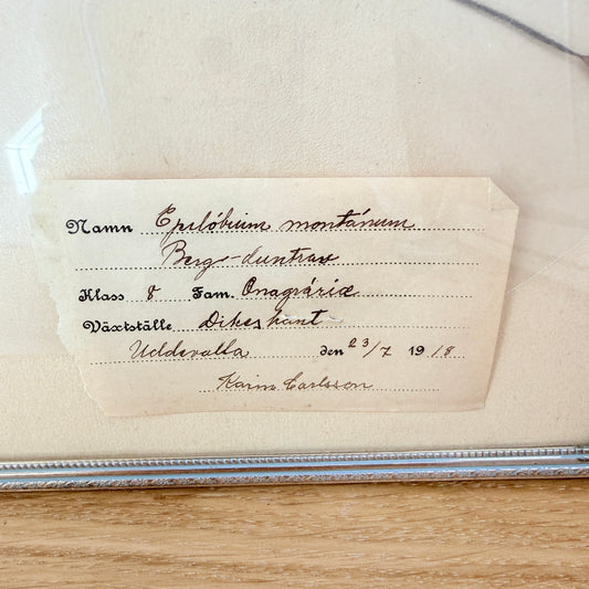 Framed Original year 1918 Antique Herbarium Specimen, Botanical Art. Epilobium Montanum. Sweden