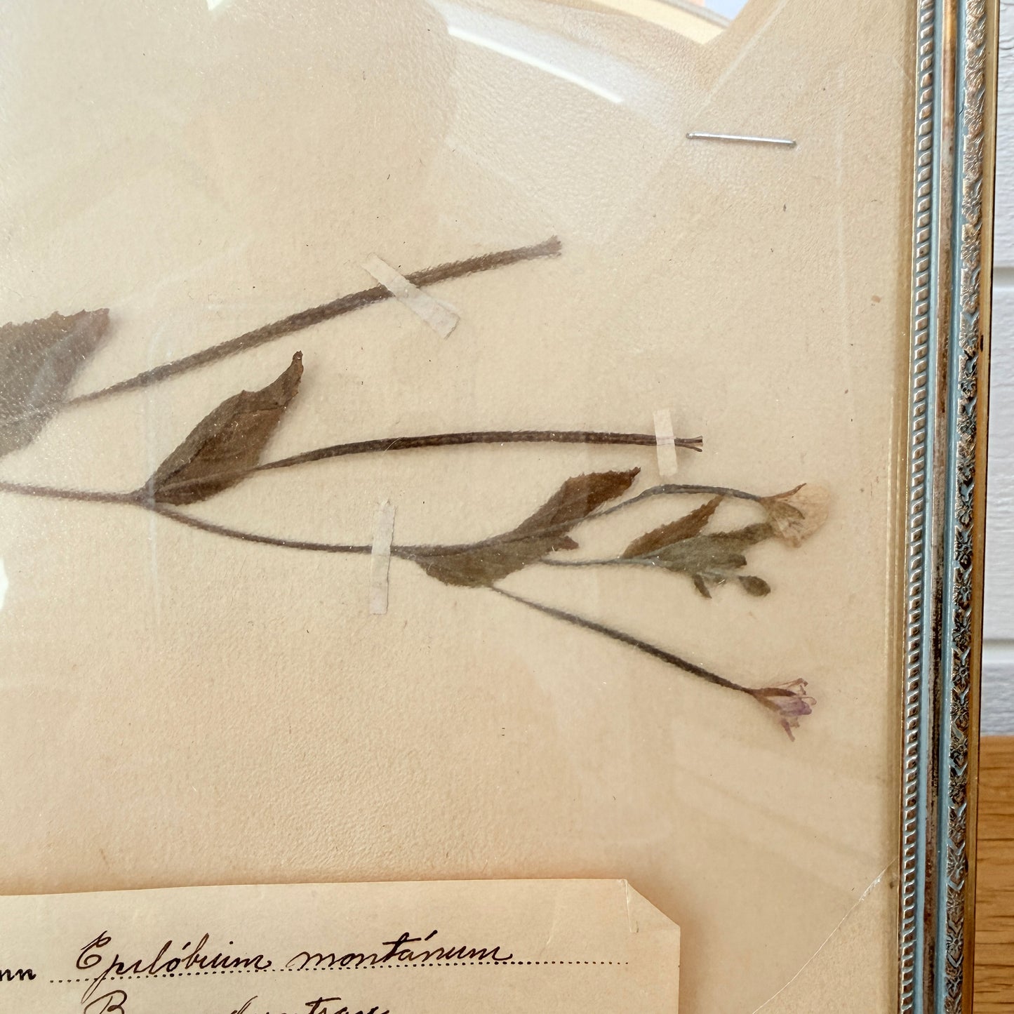 Framed Original year 1918 Antique Herbarium Specimen, Botanical Art. Epilobium Montanum. Sweden