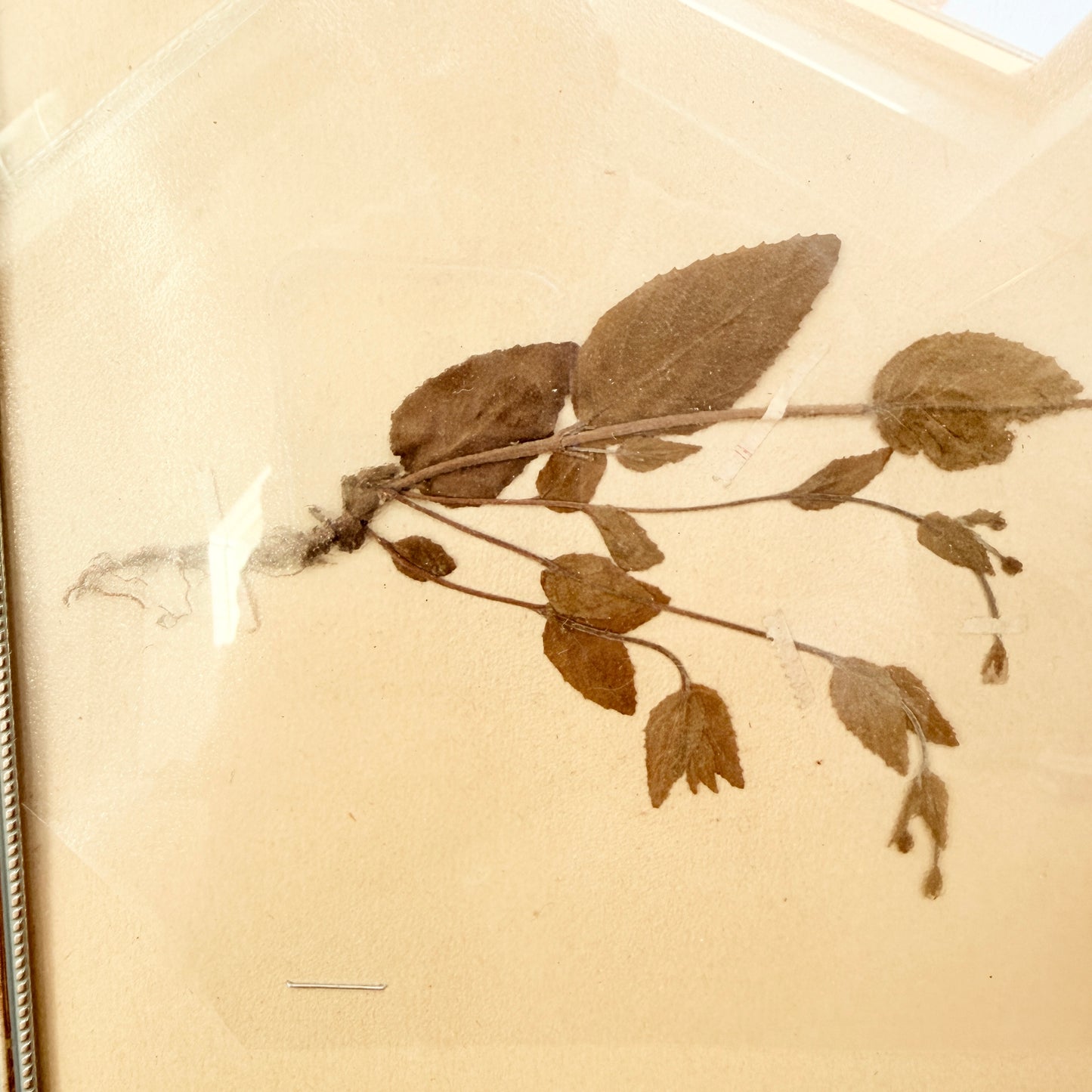 Framed Original year 1918 Antique Herbarium Specimen, Botanical Art. Epilobium Montanum. Sweden
