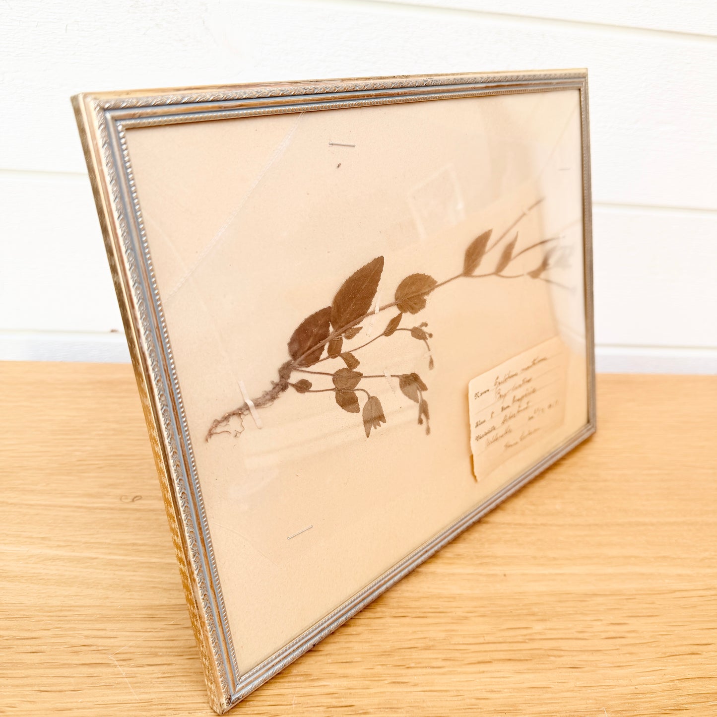 Framed Original year 1918 Antique Herbarium Specimen, Botanical Art. Epilobium Montanum. Sweden